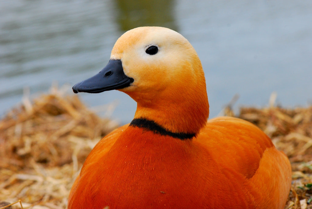 Advanced Camper Van Insulation & Soundproofing - Duck Liner